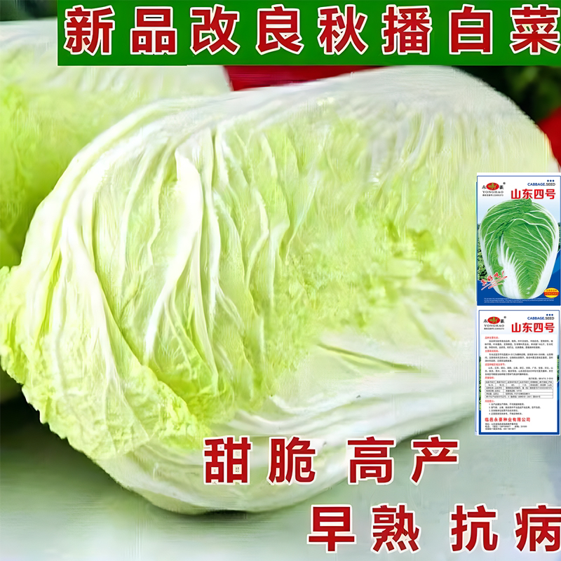 大白菜种子90天熟山东四号白菜种子秋播农家高产抗病四季蔬菜种孑