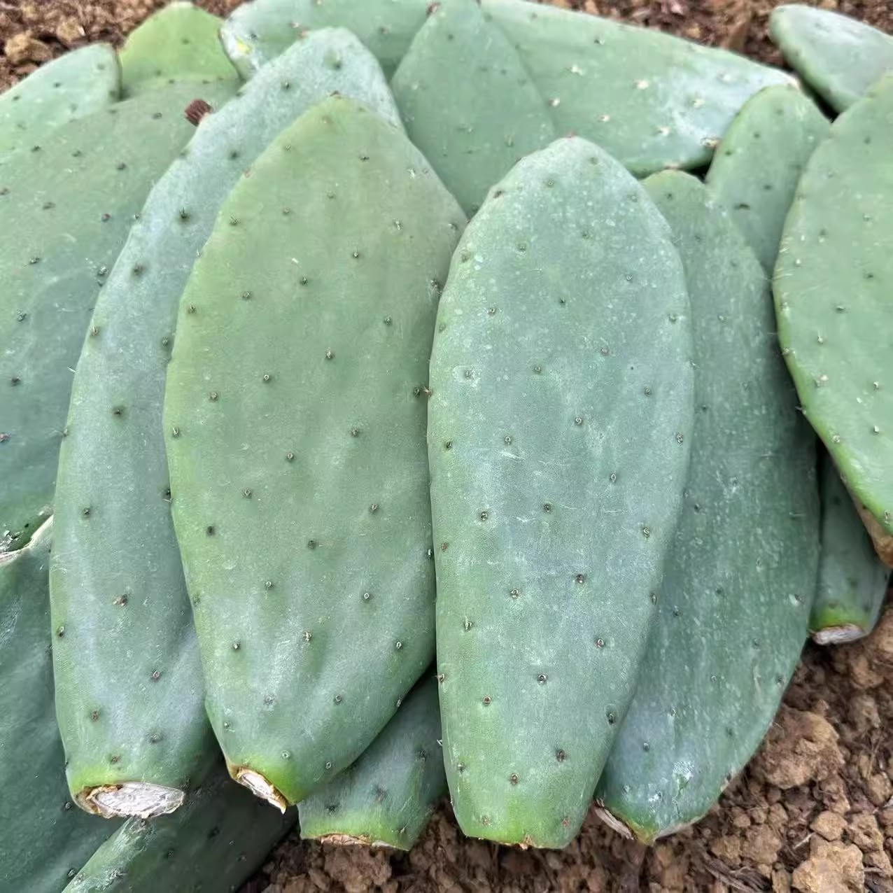 米邦塔仙人掌多阿食用种植嫁接四季常青扦插繁殖可食用仙人掌果苗