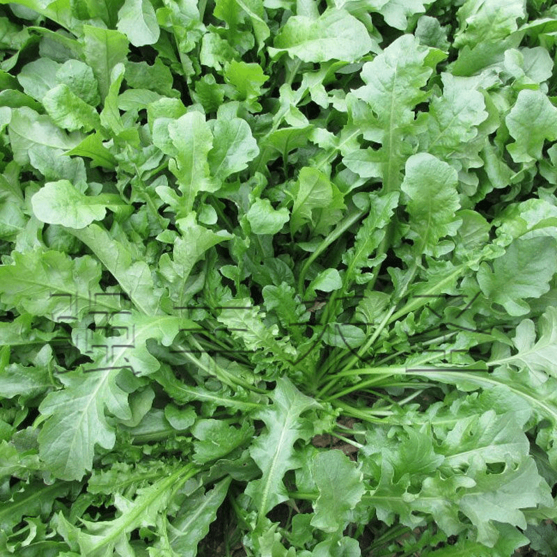 荠菜种子农家四季大叶菜种籽食用盆栽荠荠菜种籽