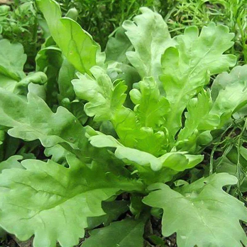 大叶茼蒿种子皇帝菜春夏秋冬盆栽阳台四季耐寒农家青蔬果种子