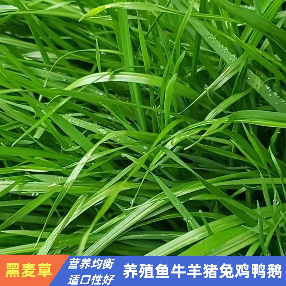 养殖鱼牛羊猪兔鸡鸭鹅草籽黑麦草高产牧草种营养丰富柔嫩多汁草籽