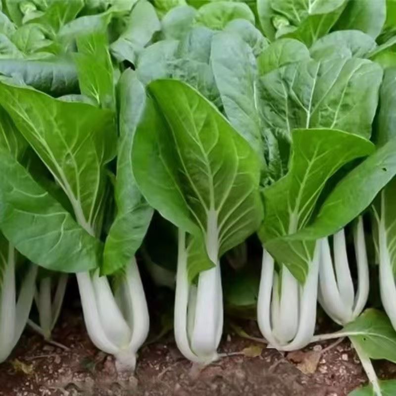 【广东客家甜白菜种子】籽甜脆好吃无纤维四季种植农家青菜阳台小院
