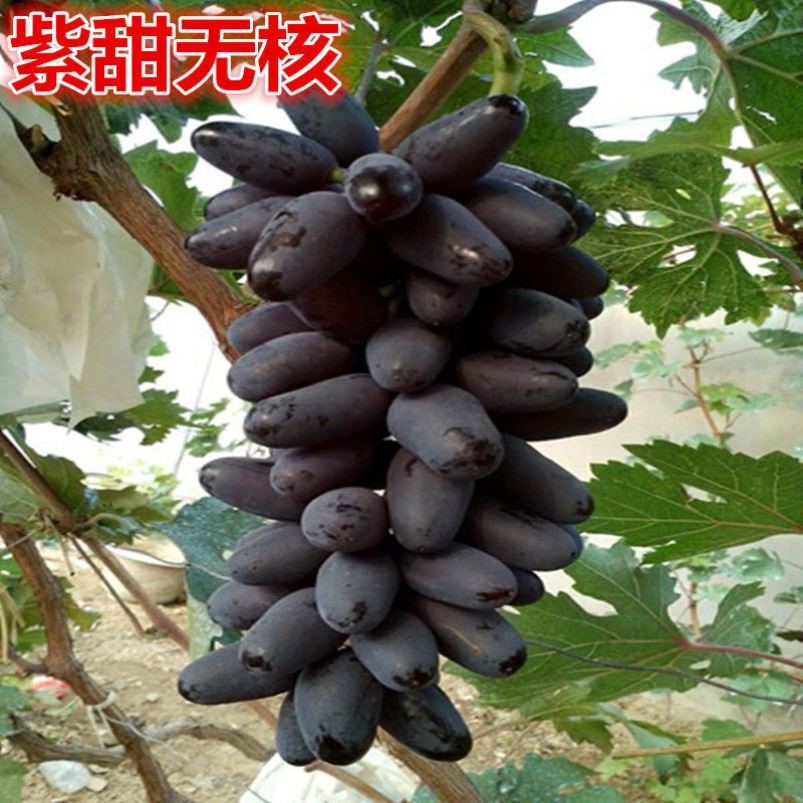 葡萄苗紫甜无核葡萄树苖南北方种植嫁接庭院爬藤地栽盆栽苗果树苗