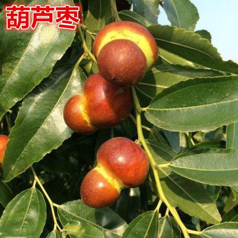 葫芦枣树苗枣树苗嫁接枣树苗当年结果盆栽地栽枣树苗南北方种植