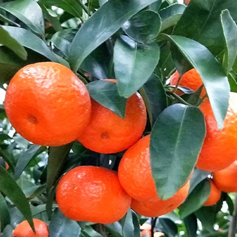 黄岩无核蜜桔苗 嫁接桔子树苗 甜橘子 黄岩蜜桔果树苗当年结果树