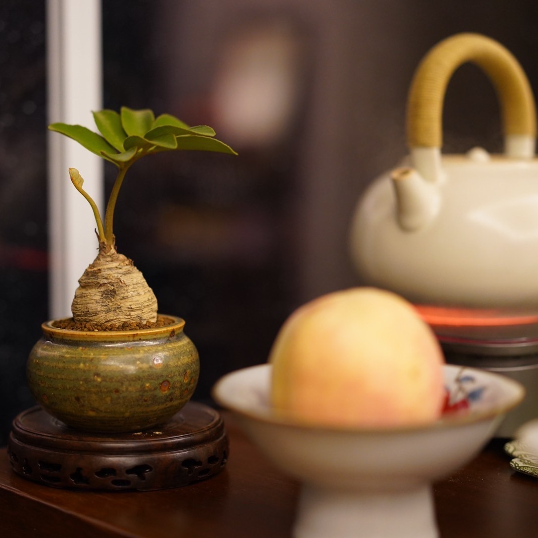 【睿景园精选】墨西哥铁树  茶桌客厅摆件   迷你小盆栽   一物一拍