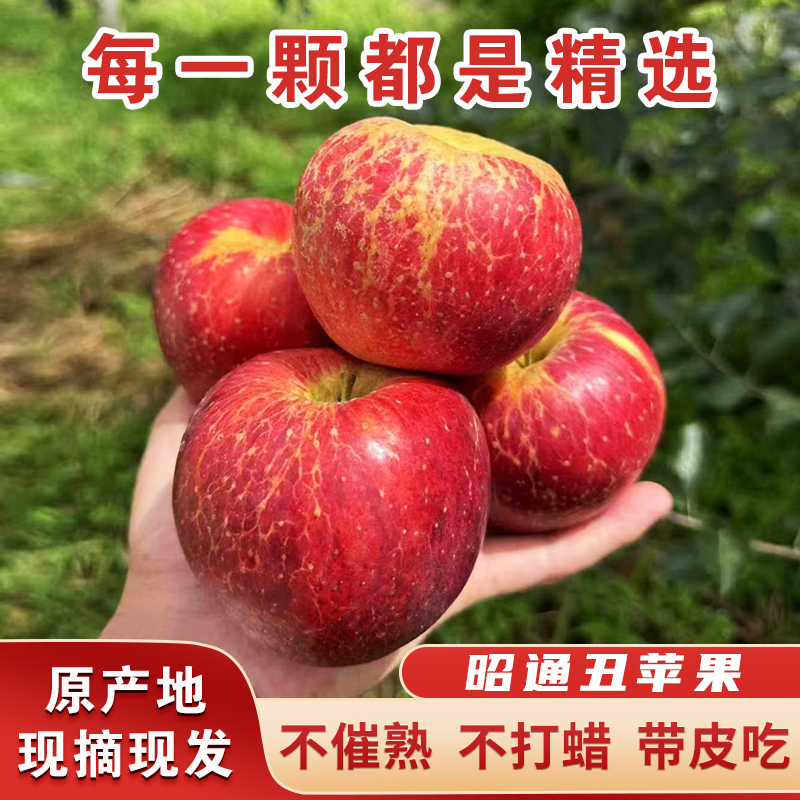[当季]正宗云南昭通甜蜜苹果新鲜水果现摘现发丑苹果非盐源5/10斤