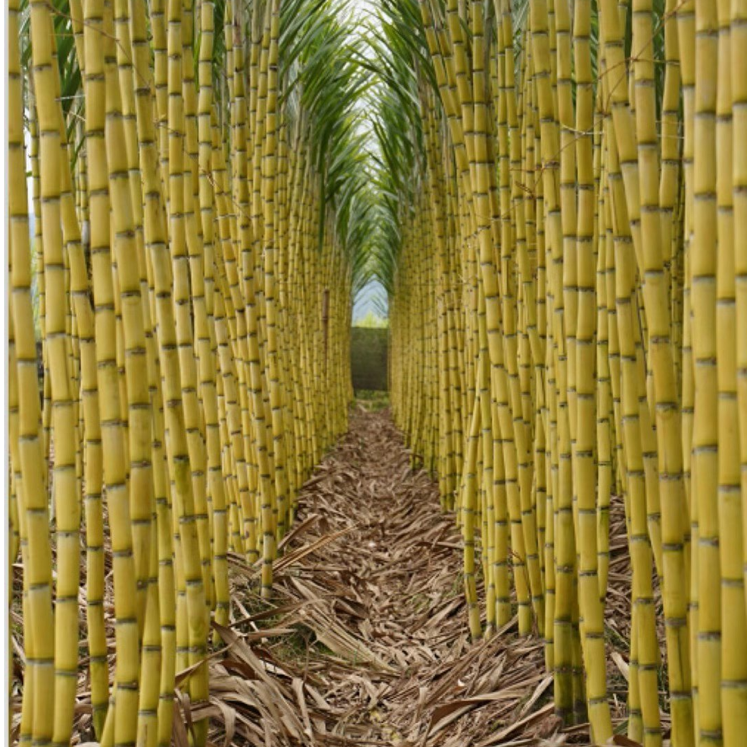 【黄金甘蔗】新鲜脆甜清甜爽口汁水多广西产地种植发货（净重）