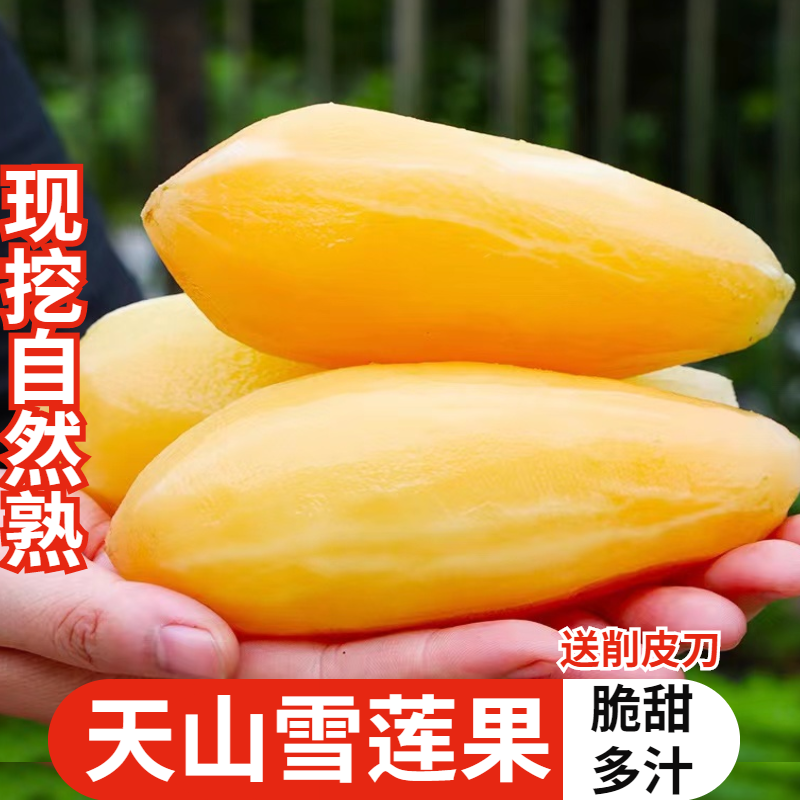 云南天山雪莲果现挖现发应季水果黄心脆甜多汁新鲜水果9斤