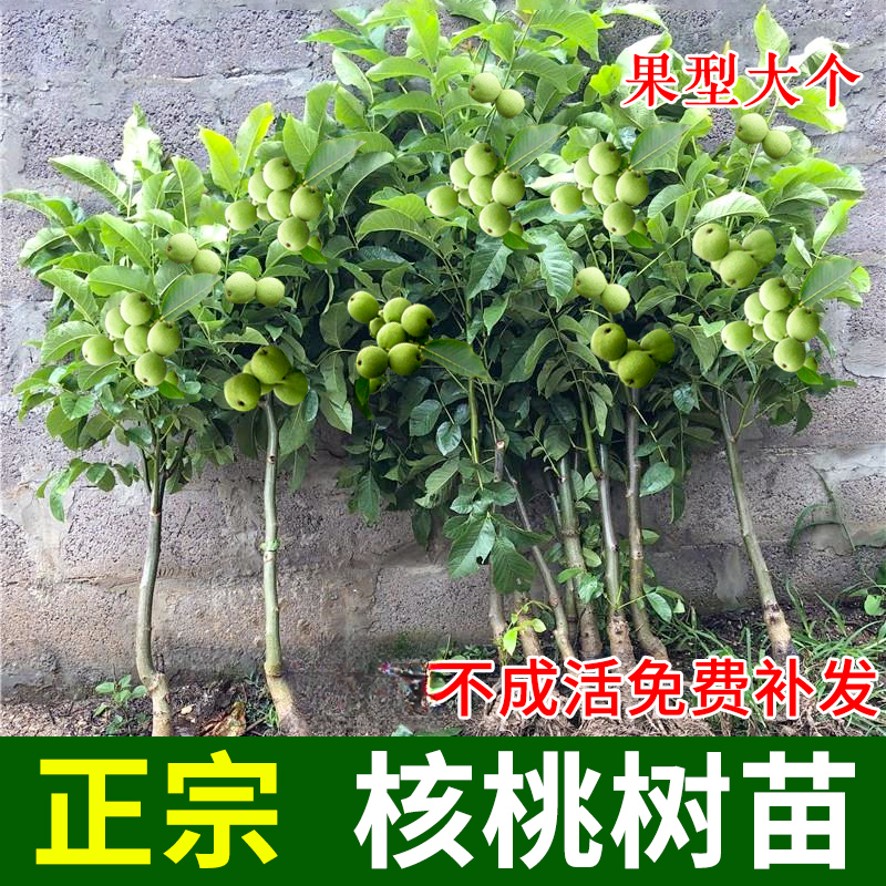 【2-3年苗买1送1】核桃苗8518嫁接苗特大薄皮核桃树苗南北方种植