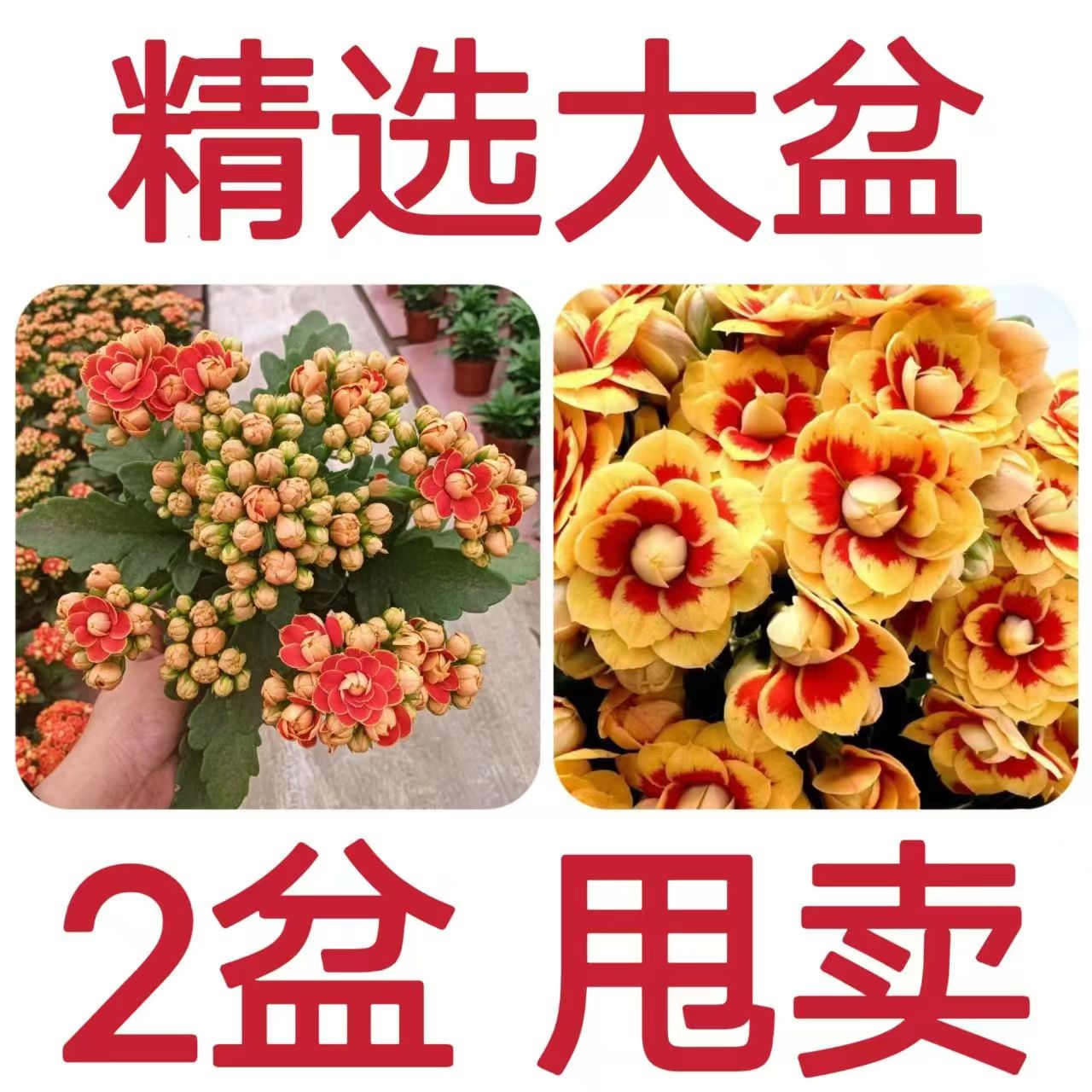 长寿花盆栽金狐狸植株重瓣植物带花苞发货四季开花搭配阳台好养活