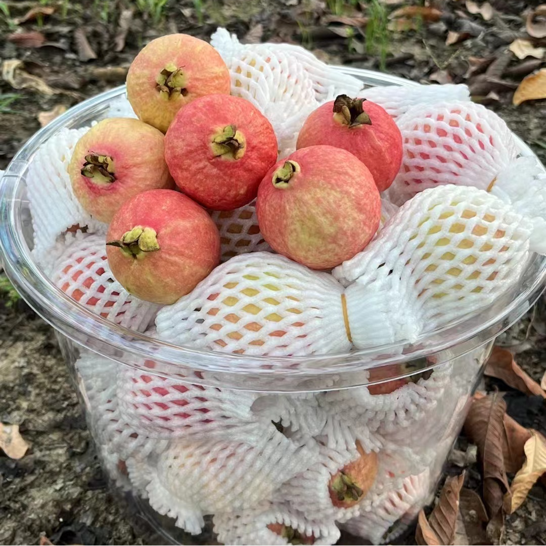 顺丰包邮增城胭脂红鸡屎果番石榴儿时味道软糯香甜新鲜水果1斤2斤