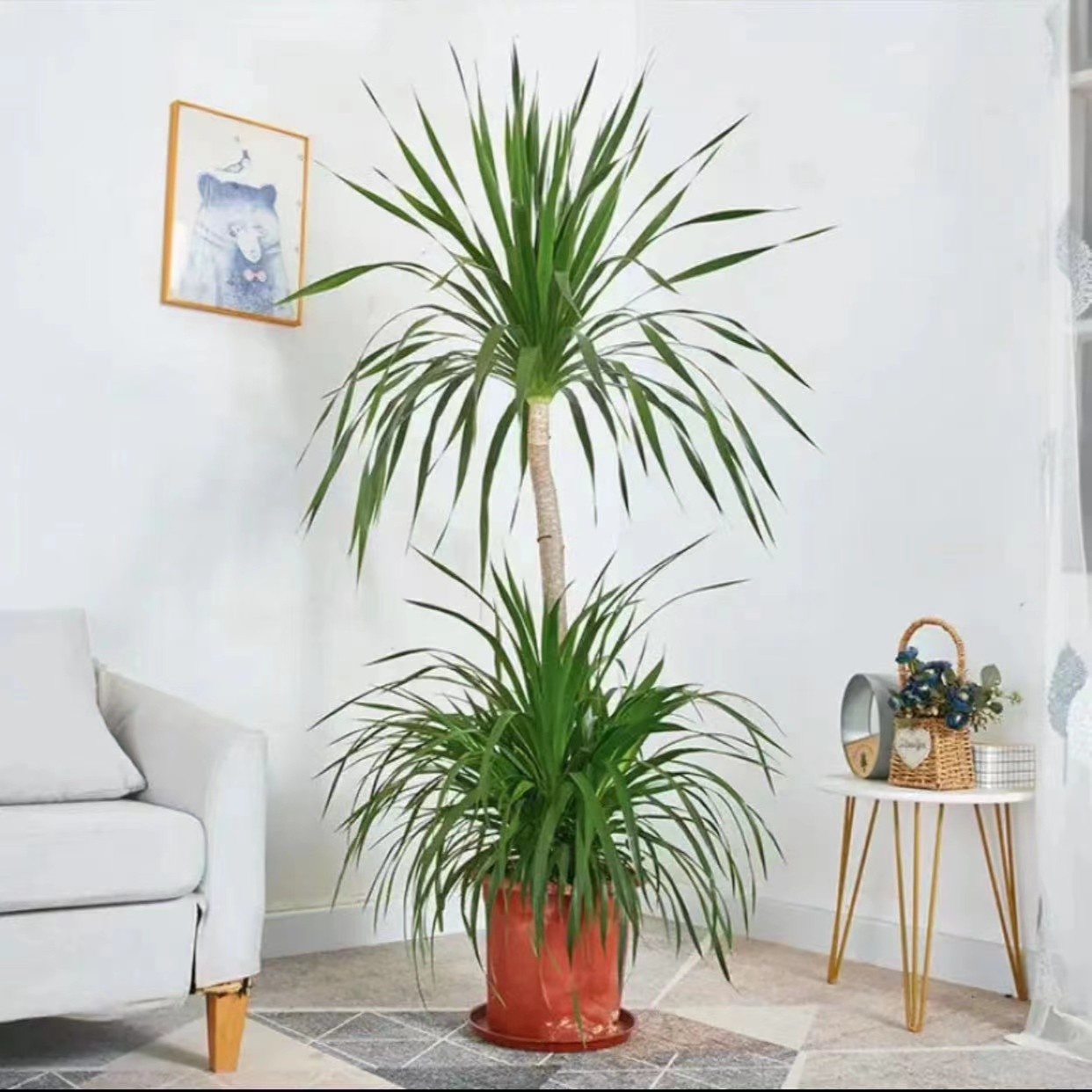 景秀花城矮二层室内龙血树除甲醇基地正宗原生鲜活大型盆栽绿植