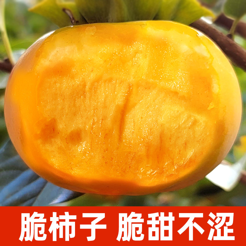 【脆甜不涩】山西陕西阳丰巧克力甜脆柿子硬柿子新鲜应季水果5-9斤