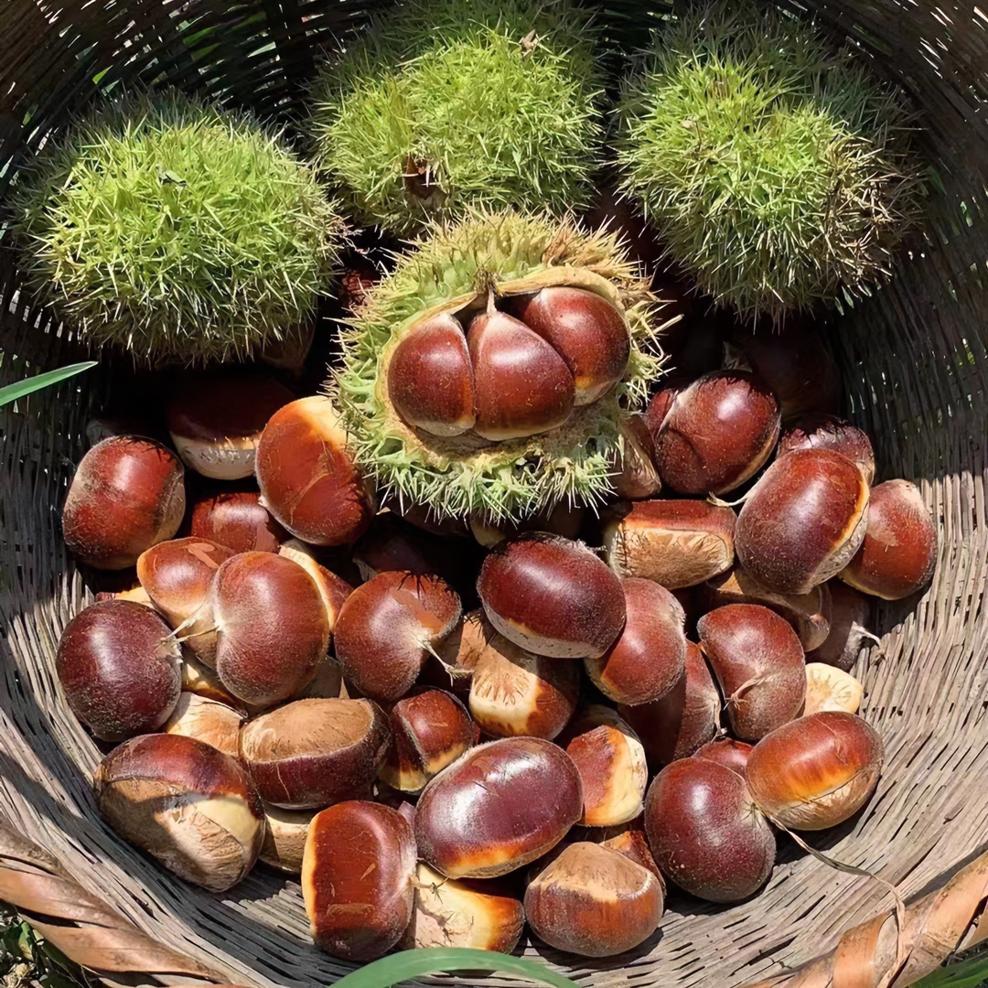 随州深山老树板栗2025年新货新鲜脆甜3/4.5斤饱满精选