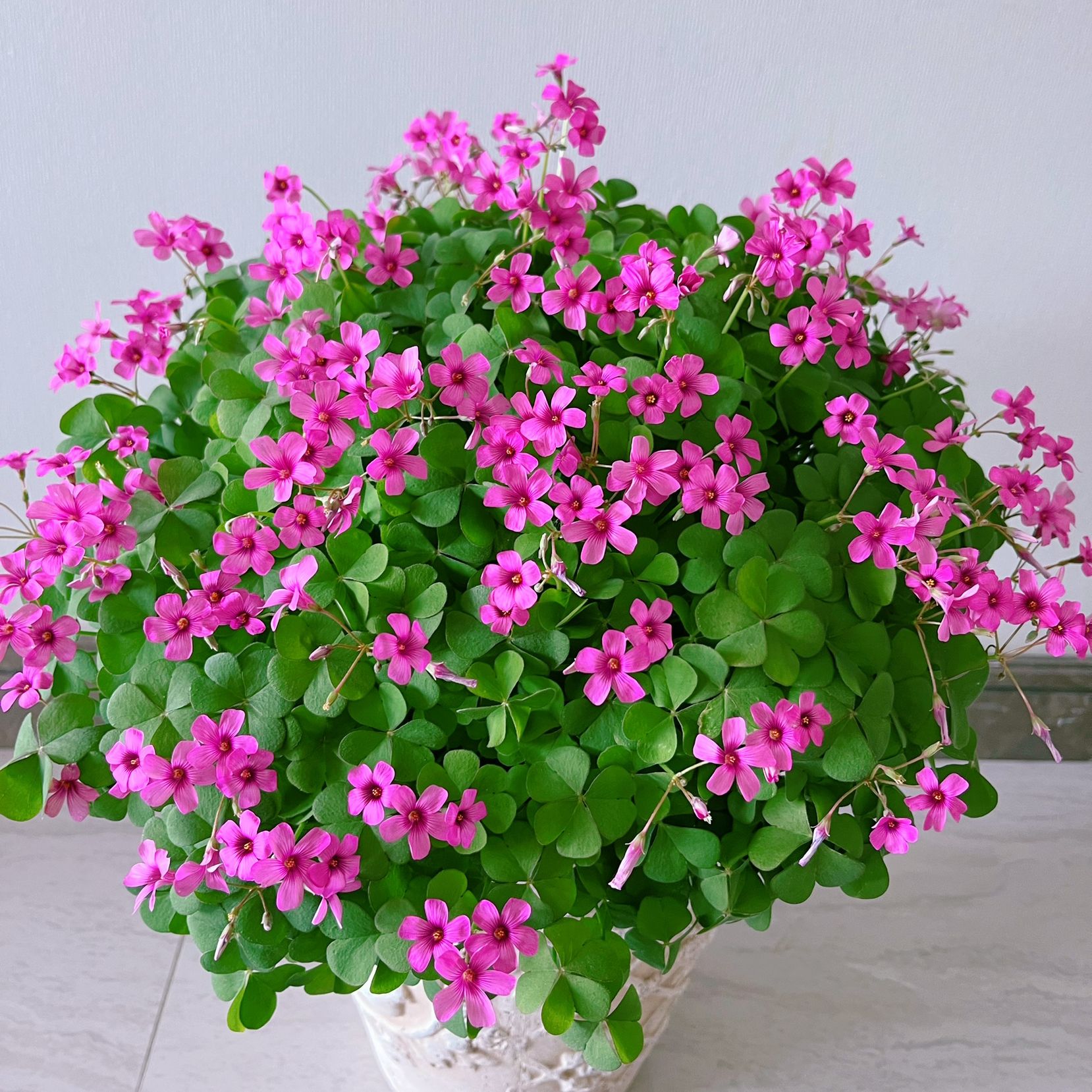 幸运草 红花酢浆草 种球庭院地栽阳台盆栽花卉好养可养成老桩