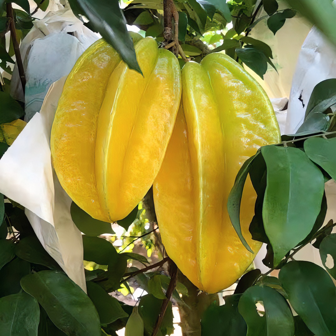 潮汕正宗马来西亚华品种红杨桃多汁味甜爽口无渣红杨桃新鲜树上熟