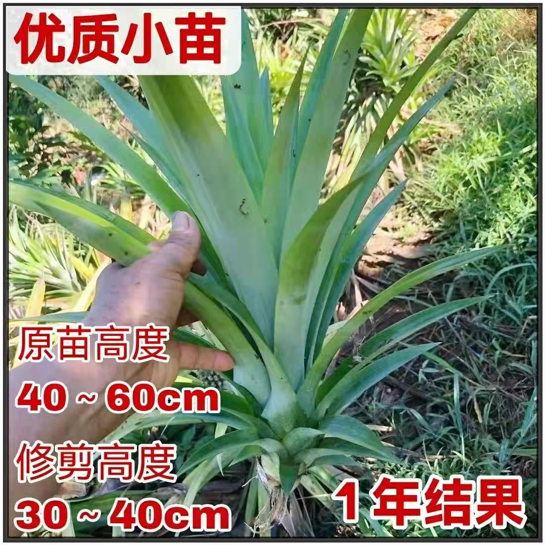 四季圆墩菠萝树苗地菠萝苗凤梨苗种苗南方北方阳台盆栽果树苗包邮