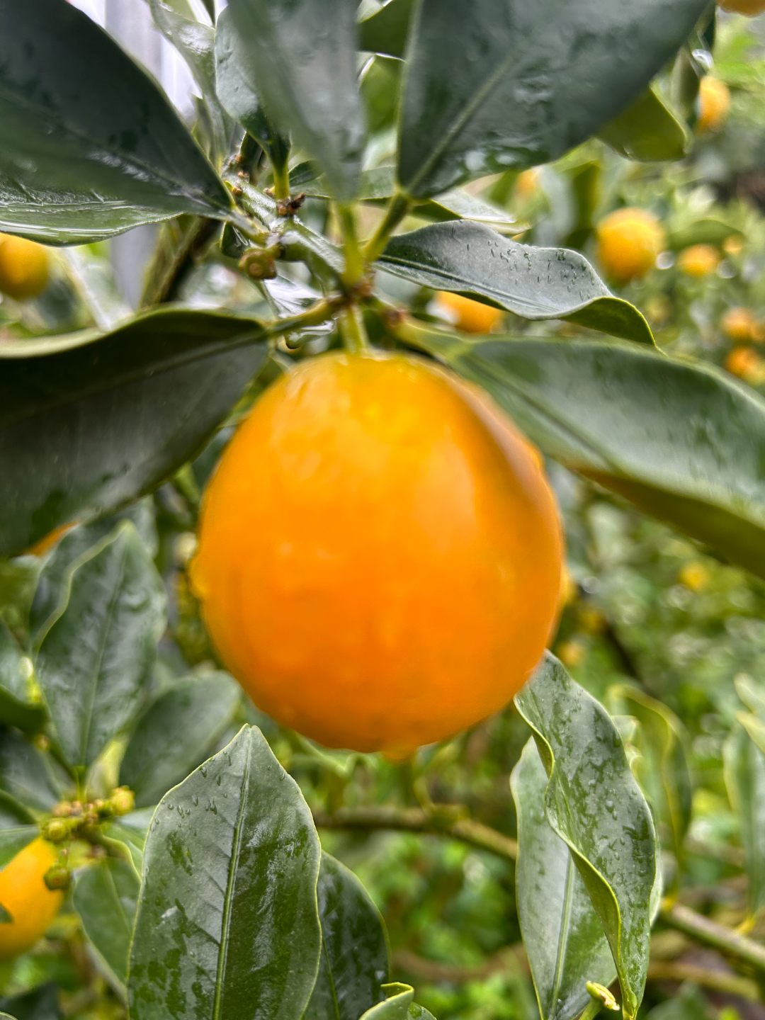 脆蜜金桔2号果（箱装）清脆香甜A级果