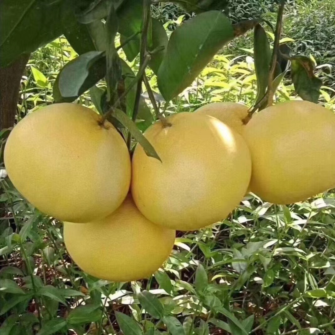 湖北宣恩贡水白柚白心蜜柚蜜柚新鲜中果4-5斤（2个）2个装天地柚子