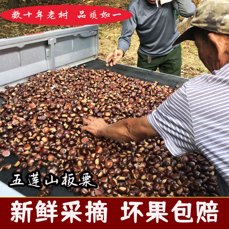 五莲板栗新鲜板栗五莲山板栗油栗子毛栗黄心山东板栗1斤/3斤/5斤