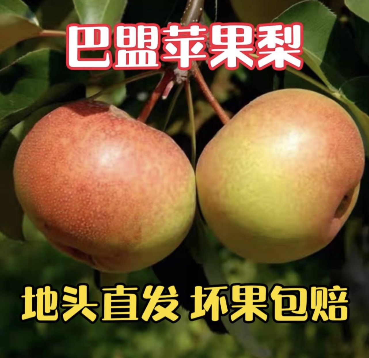 内蒙古巴盟霜后苹果梨脆爽甘甜农家种植皮薄水大不柴