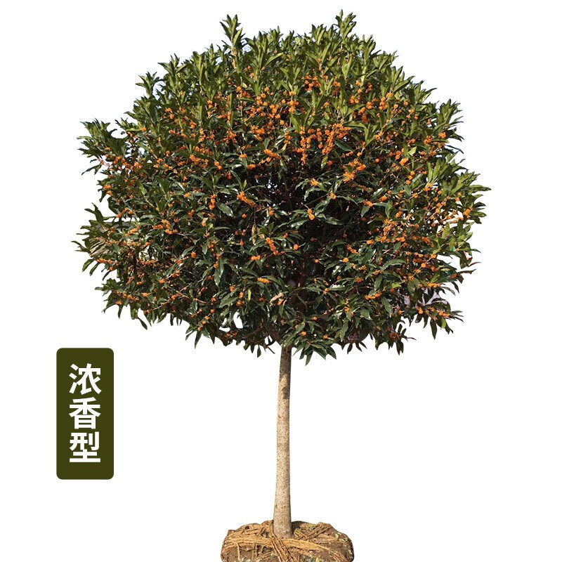 博之耀桂花树苗桂花树庭院金桂丹桂四季常青盆栽室外地栽浓香型