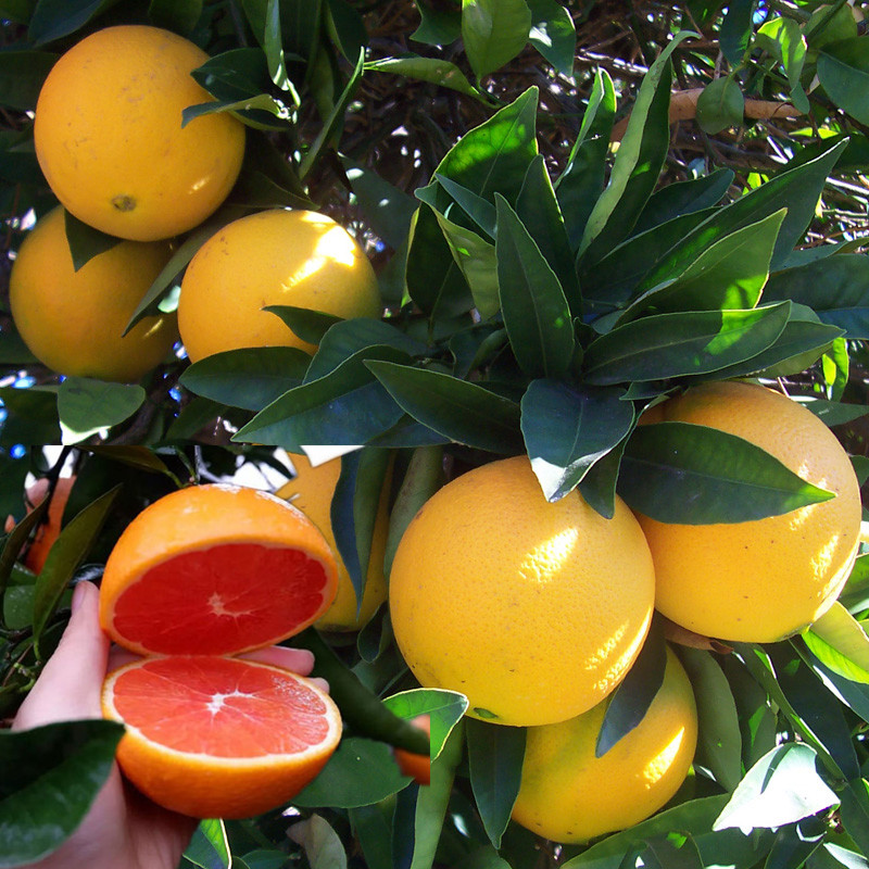 嫁接橙子树苗赣南脐橙血橙果冻橙皮薄盆栽地载南北方种植盆栽地栽