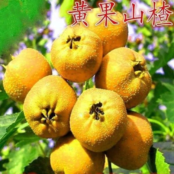 山楂种 黄果山楂苗晚熟特甜山楂树苗 南北方庭院种植盆栽地栽抗寒