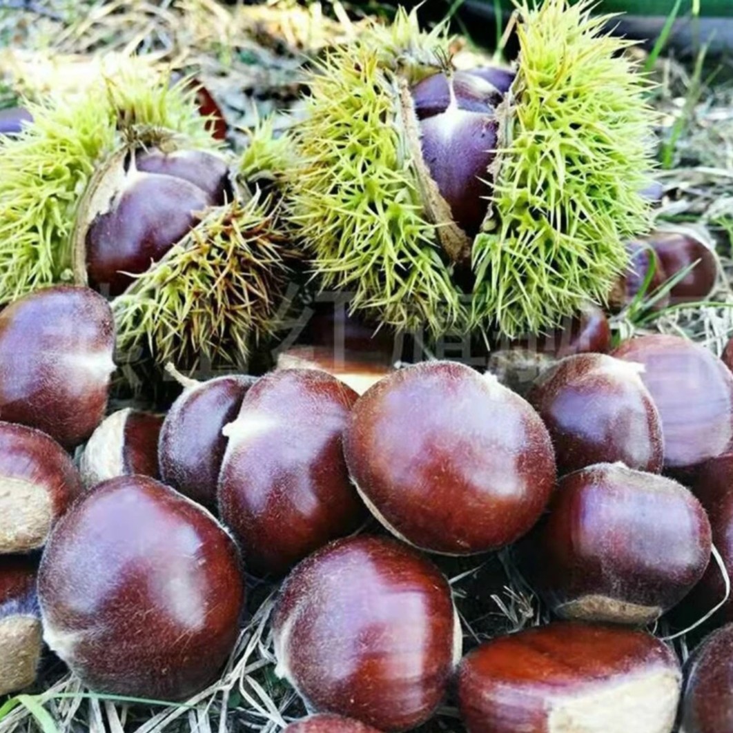 湖北神农架新高山老树头茬新鲜板栗毛栗子包邮