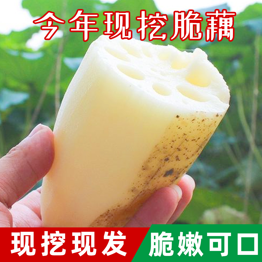 湖北蔡甸新鲜莲藕脆藕现挖现发嫩藕农家菜莲菜清甜生吃食用莲藕