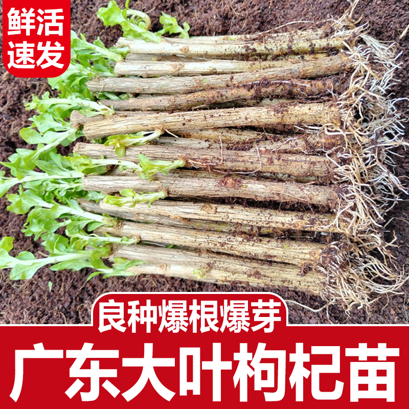 枸杞菜苗枸杞菜新鲜食用枸杞叶苗耐寒大叶枸杞菜枸杞煮汤盆栽0.6