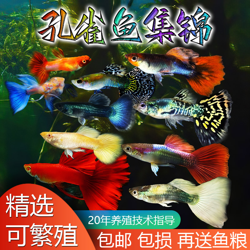 孔雀鱼观赏鱼养鱼淡水鱼热带鱼清洁鱼金苔鼠小金鱼斗鱼苗包邮小型