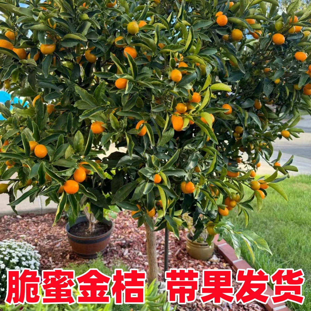 脆皮金桔带果发货盆栽树苗四季果树可食用橘子苗脆皮金橘室内常绿