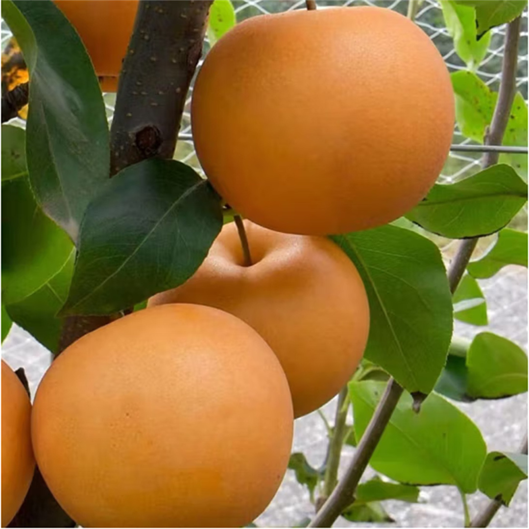 秋月梨树苗黄梨苗特大梨品种树苗日本果树苗盆栽果树新品种梨树苗