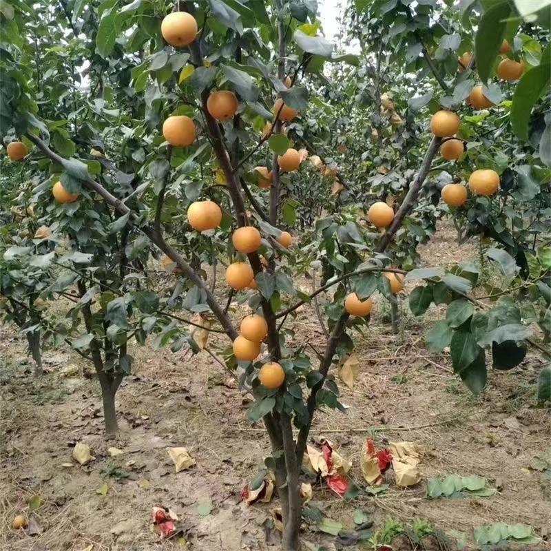 梨树果苗翠冠梨子树庭院雪梨树苗嫁接皇冠梨苗南方种植水果树大全