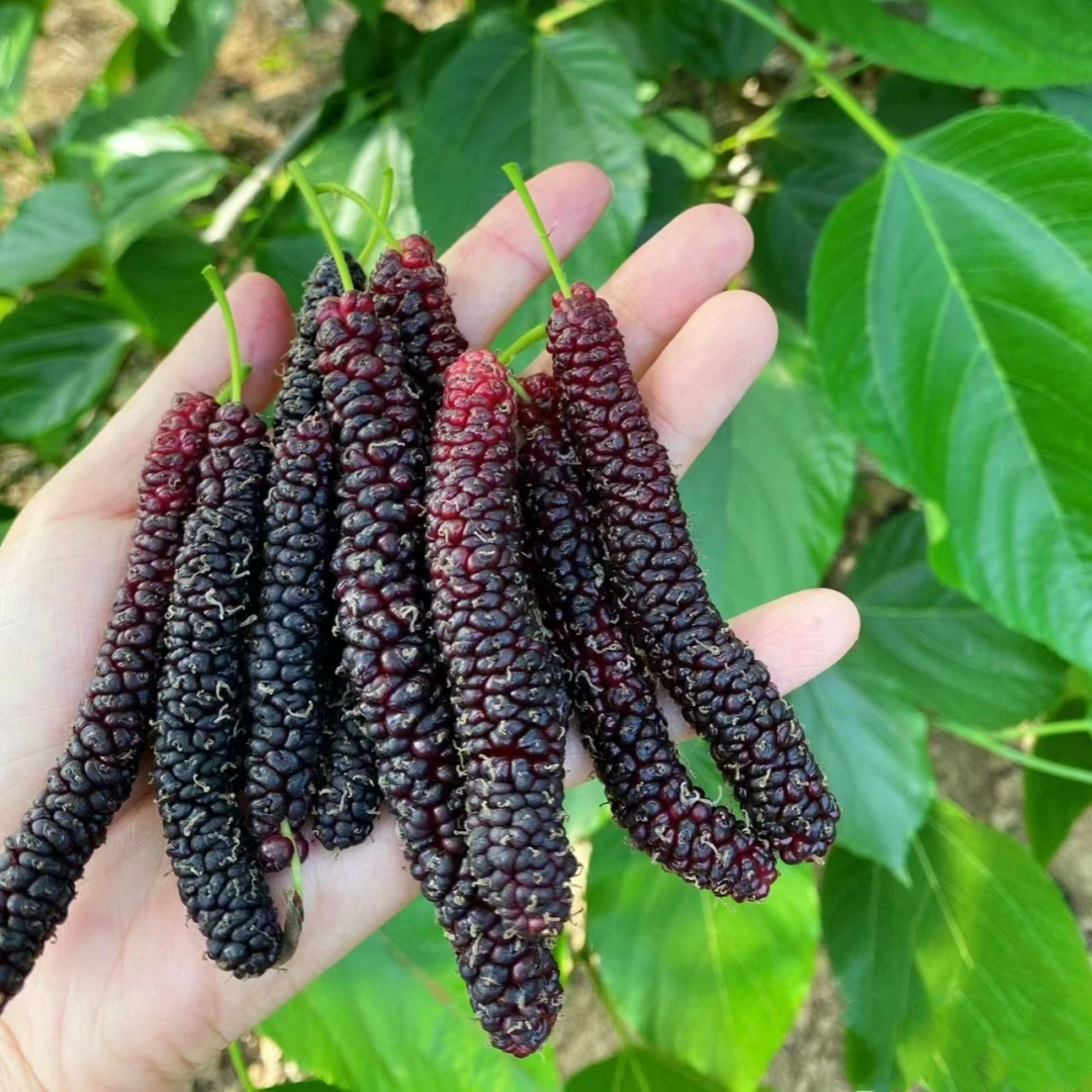 桑葚树苗 桑果苗 嫁接地盆栽南北方种植大叶桑树苗当年结果桑葚苗