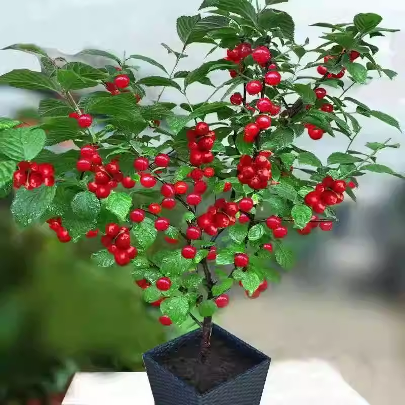 耐寒东北小樱桃山樱桃树苗南特大北方地栽盆栽种植当年结果苗