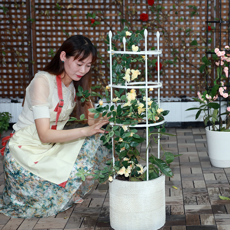 爬藤架园艺藤架月季架阳台攀爬架盆支撑花支架花园户外铁艺花架