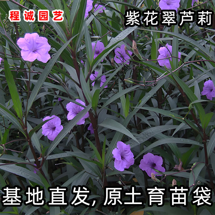 紫花翠芦莉高杆花卉四季开花蓝草花耐旱耐热庭院兰花草芦莉草盆栽