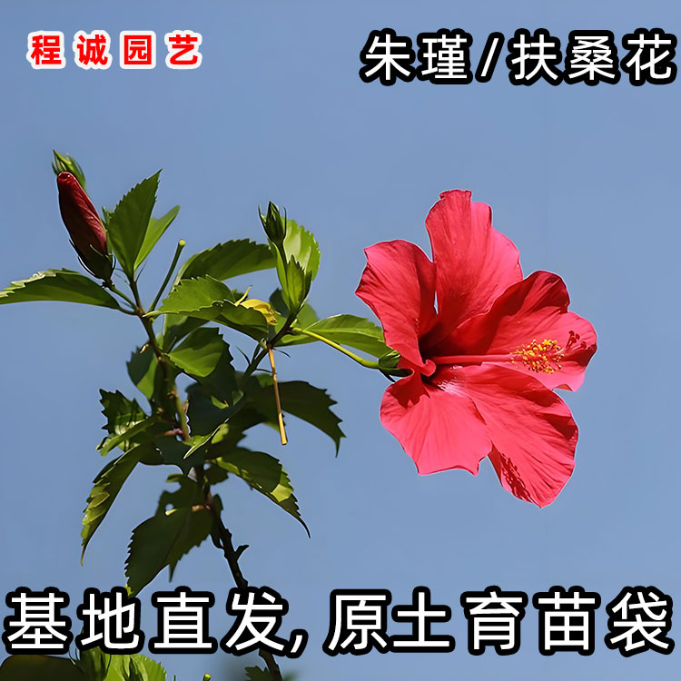 朱槿花扶桑花盆栽四季开花阳台庭院状元红树苗木槿花大红花佛桑花