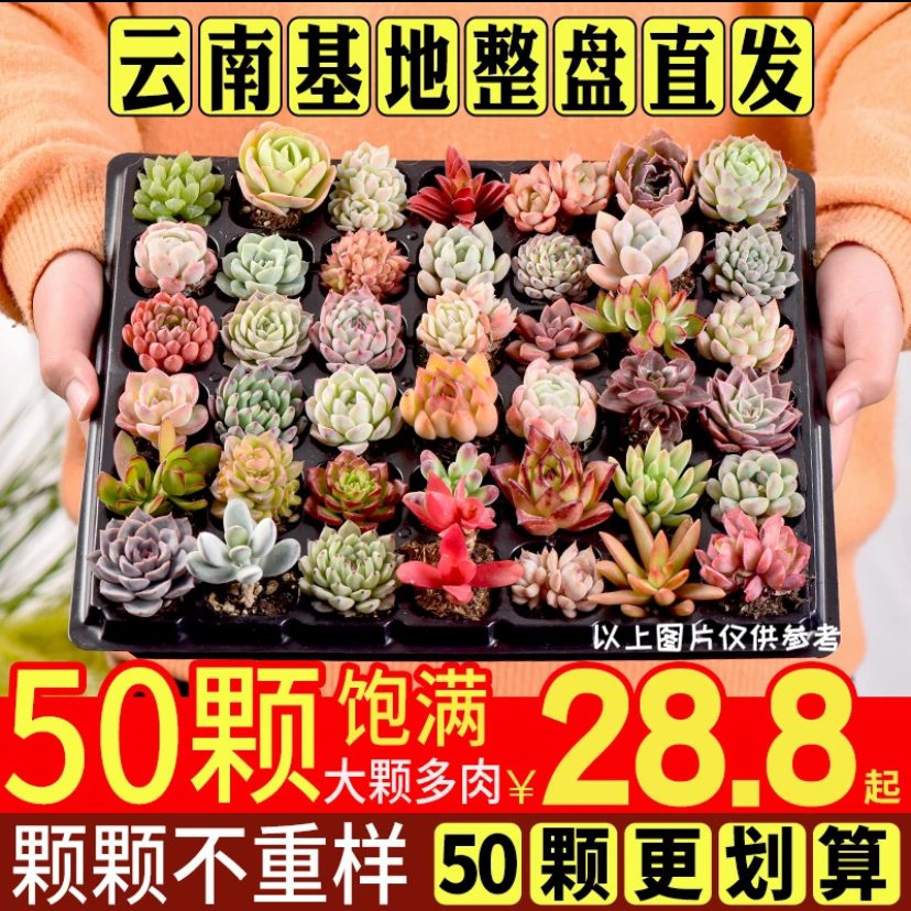 恭田新手盆栽云南基地批发室内幼儿园迷你组合拼盘多肉锦紫牡丹