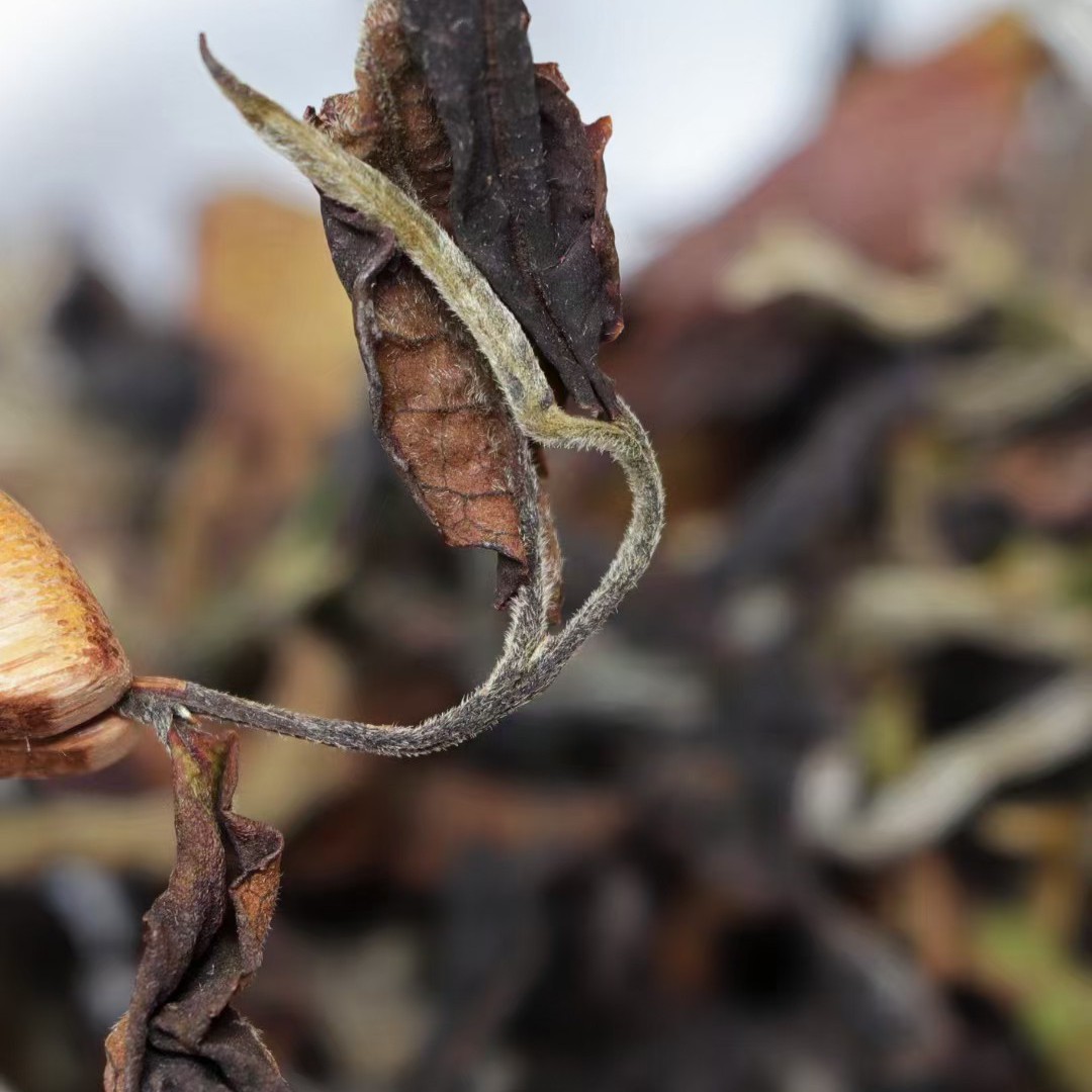 2025年云南白茶散料100g