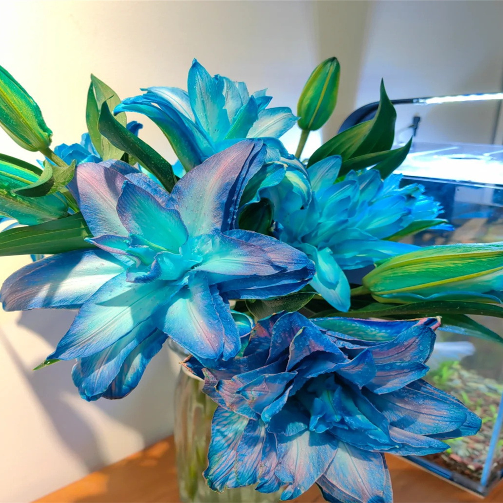 特大花苞进口百合种球重瓣百合正宗浓香型香水百合特大种球种球