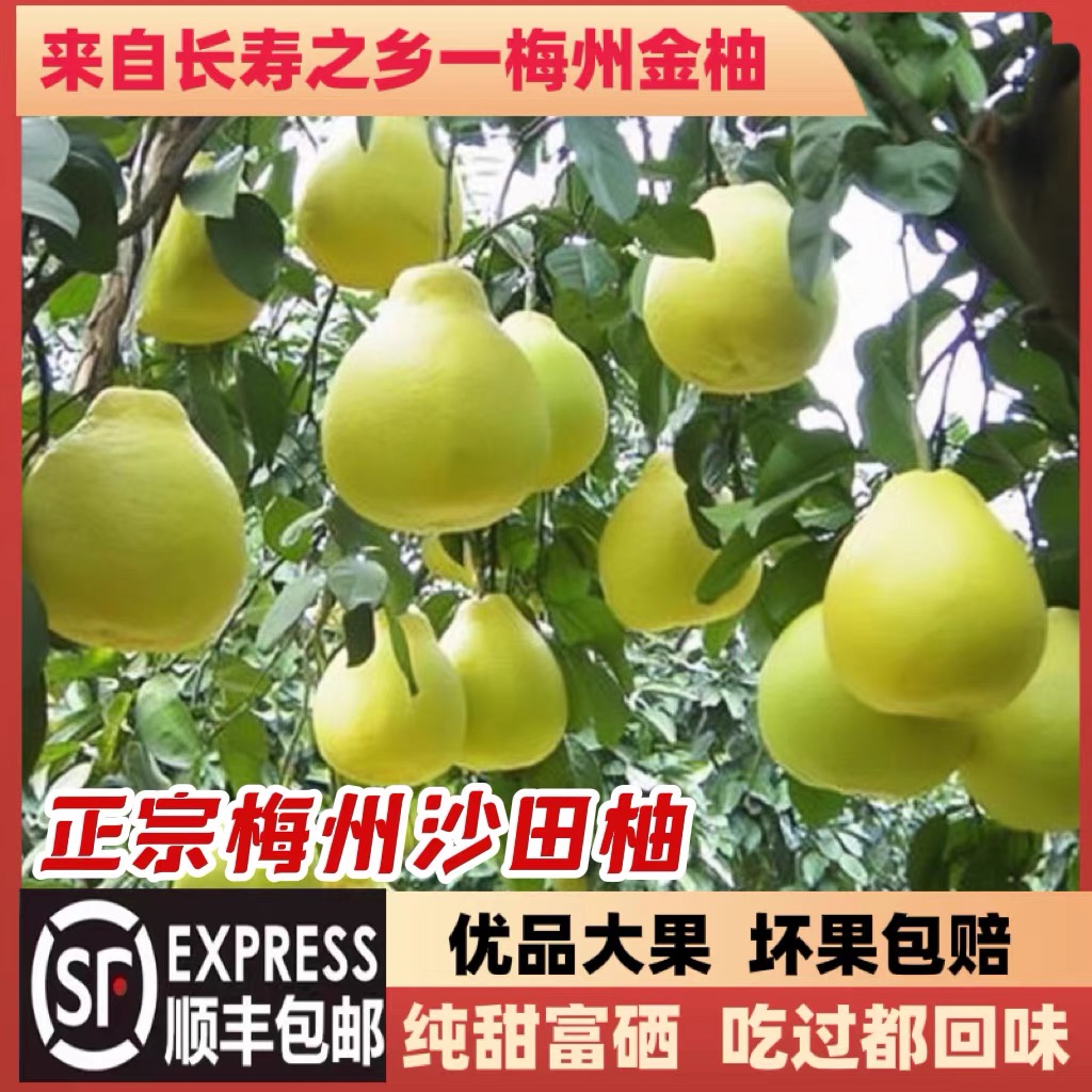 正宗梅州沙田柚纯甜柚子金柚蜜柚红心白心三红孕妇水果顺丰5-50斤