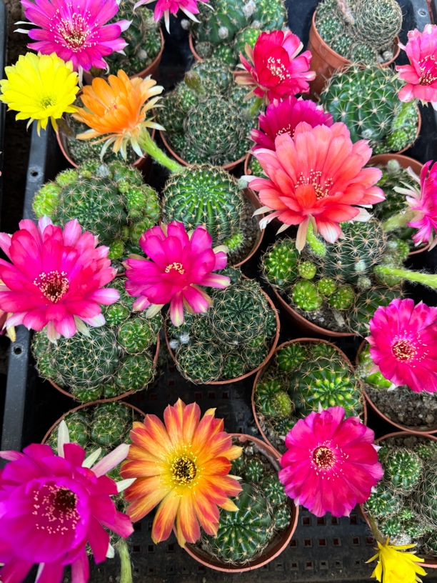 仙人球一物一拍（满20包邮偏远地区不包邮）