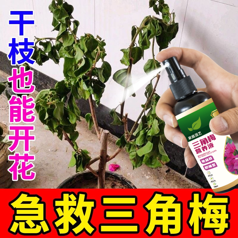 【急救】三角梅专用营养液专治黄叶落叶枯萎不开花生根壮苗免稀释