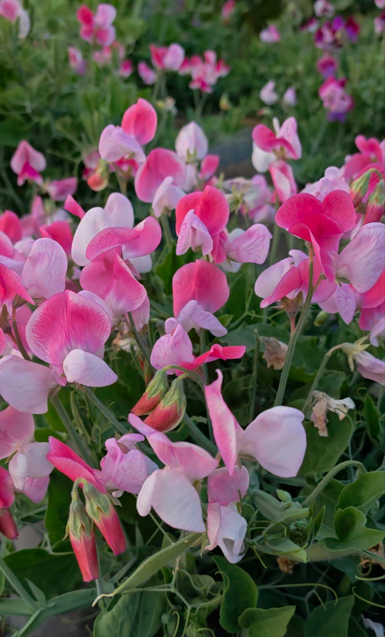 庭院花卉混色矮杆香豌豆盆栽地栽