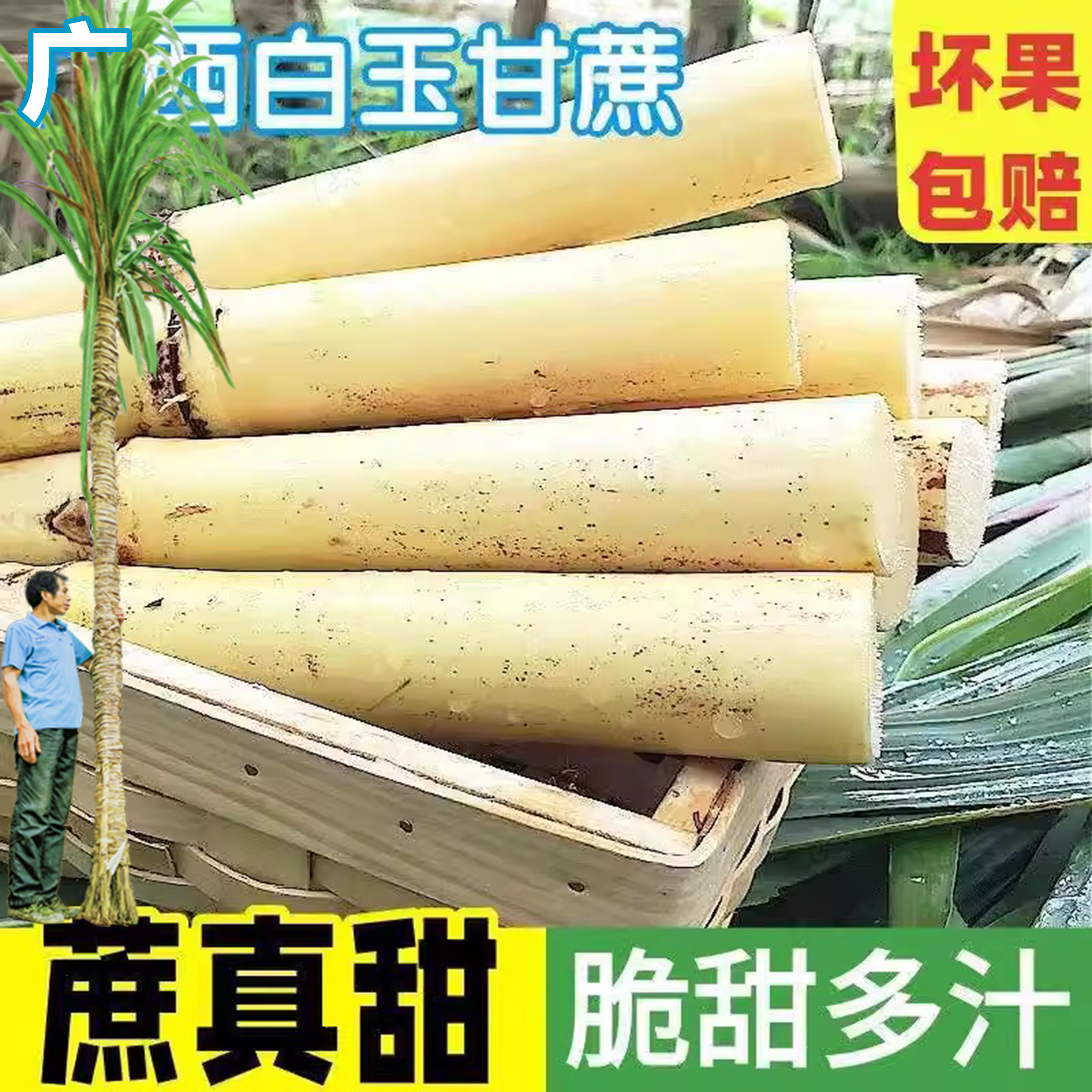 白玉甘蔗种植贵港木格镇特产新鲜当季应季水果现砍现发中段玻璃脆