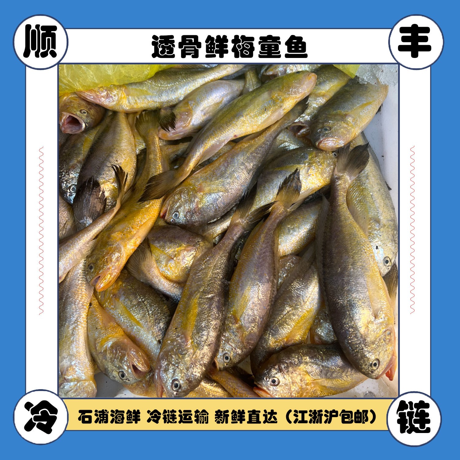东海海域-透骨食用新鲜梅童鱼大头梅童鲜嫩速递速冻海捕全国发货